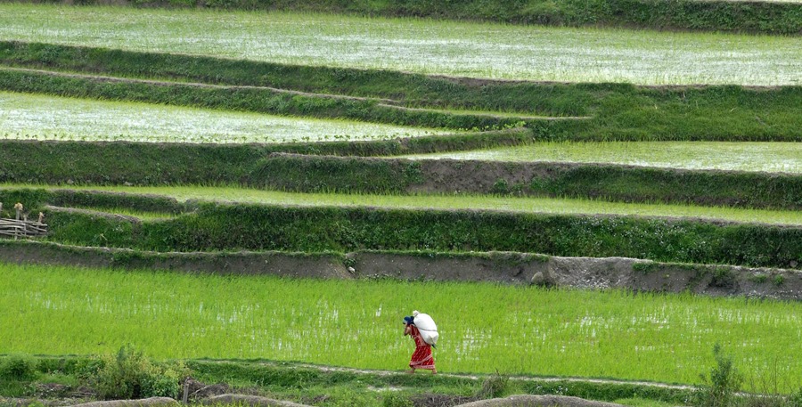 Un agricultor carga un saco de arroz en Nepal. EFE/Narendra Shrestha