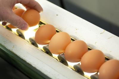 Huevos de granja. EFE/ Archivo