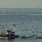 FACEBOOKTWITTERGOOGLE+COMPARTIR España partidaria de suavizar las obligaciones de descargas de pesca en puertos