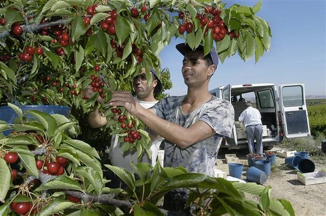Un trabajador en la campaña de recogida de la fruta. Efeagro/Laurent Dominique