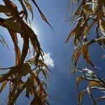 Aspecto de una zona de cultivo soportando temperaturas de más de 38 grados. EFE/ Archivo. LARRY W. SMITH