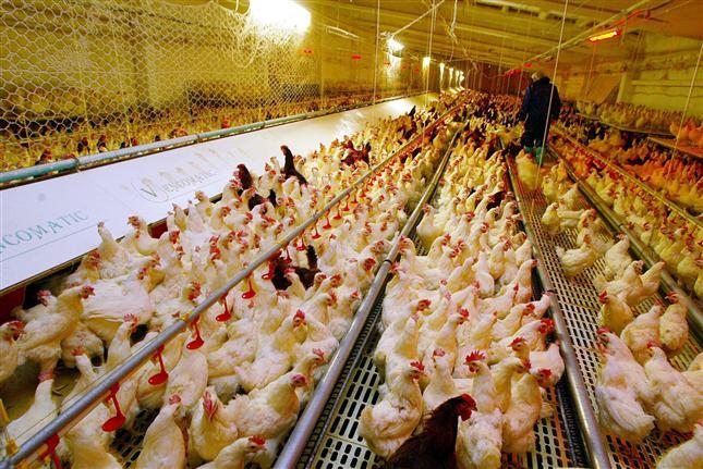 Un empleado trabaja en una granja de gallinas en Italia. Foto: EFE