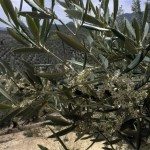 Imagen de archivo de olivares de Jaén. EFE/ Archivo.José Manuel Pedrosa