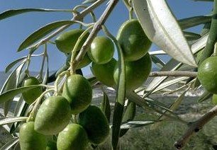 Olivar en Jaén. El olivar cuenta una guía de Gestión Integrada de Plagas. Efeagro