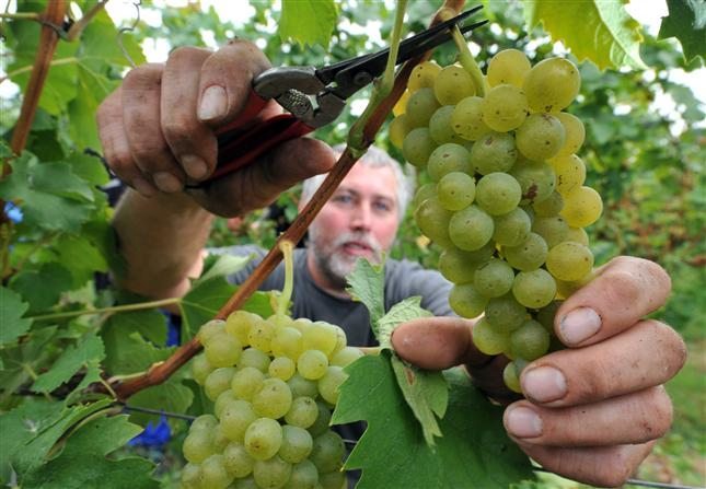 Un vinicultor vendimiando uvas. EFE/ Archivo.Patrick Seeger