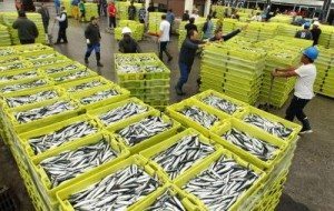 Nuevo Real Decreto sobre primera venta de productos pesqueros