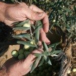 Aceituna aloreña de Málaga. Foto: GDR Guadalhorce