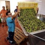 Operarios en una almazara en Fuerteventura. Foto: Efe/ Carlos De Saa.