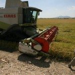 campo de arroz del Delta del Ebro