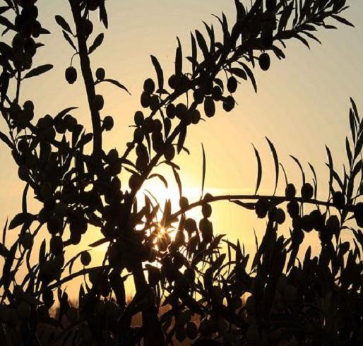 Vista de un olivar con aceitunas. FOTO: EFEAGRO.