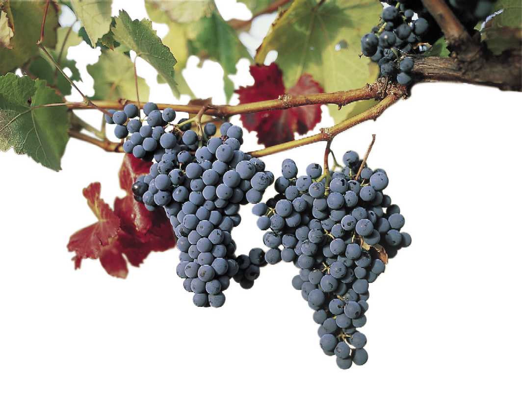 Uvas de la variedad tempranillo. Foto: DO Rioja