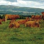 Ganado vacuno pastando. Efeagro/Avance Comunicación