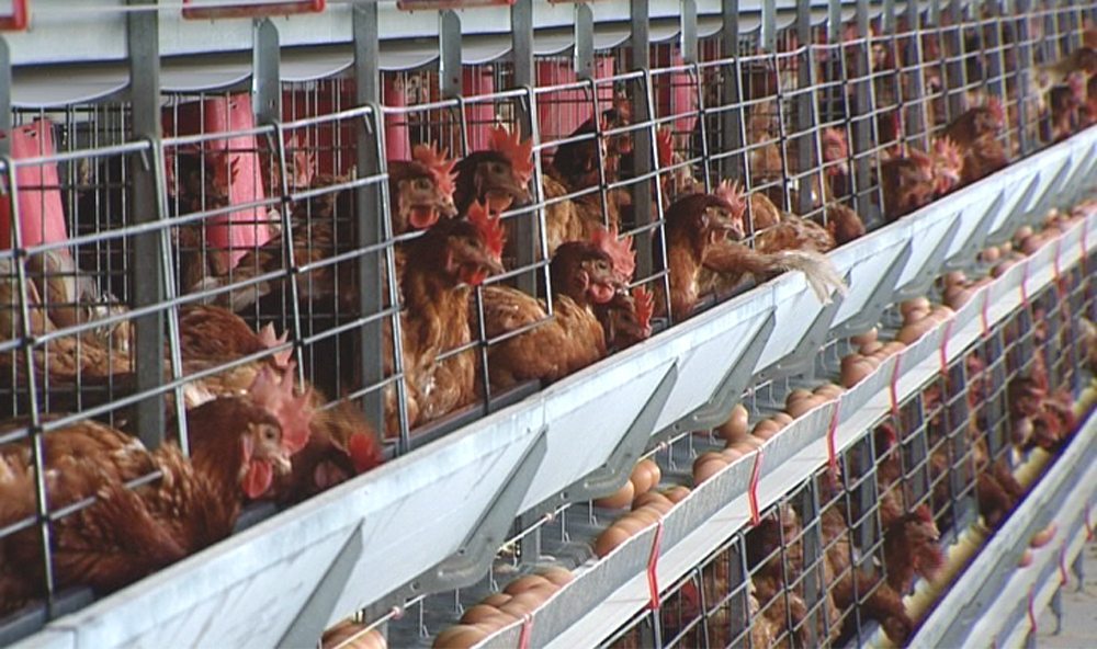 prohibirá la venta de huevos de gallinas enjauladas - EFEAgro