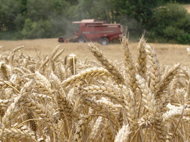 Fotografía de un campo de cultivo de trigo. EFEAGRO/Archivo.
