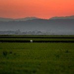 Foto de archivo de campos verdes de arroz junto al parque de L´Albufera (Valencia), EFE/Kai Försterling.