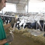 Un veterinario se dispone a vacunar ganado vacuno. EFE/Archivo. David Aguilar.