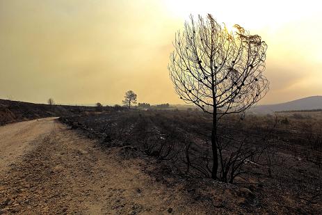 Imagen de archivo de una zona arrasada por un incendio forestal. EFE/Manuel Bruque.