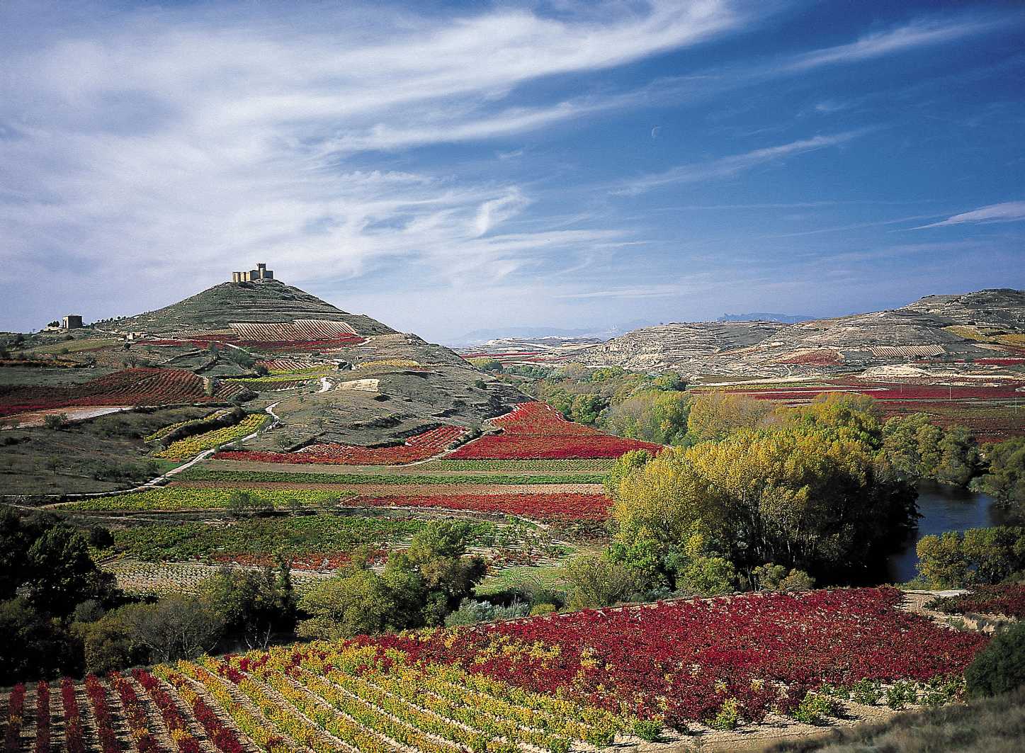 Viñas en La Rioja. Foto: DOCa Rioja