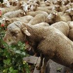 Una oveja comiendo junto a su rebaño. EFE/Archivo. GUSTAVO CUEVAS