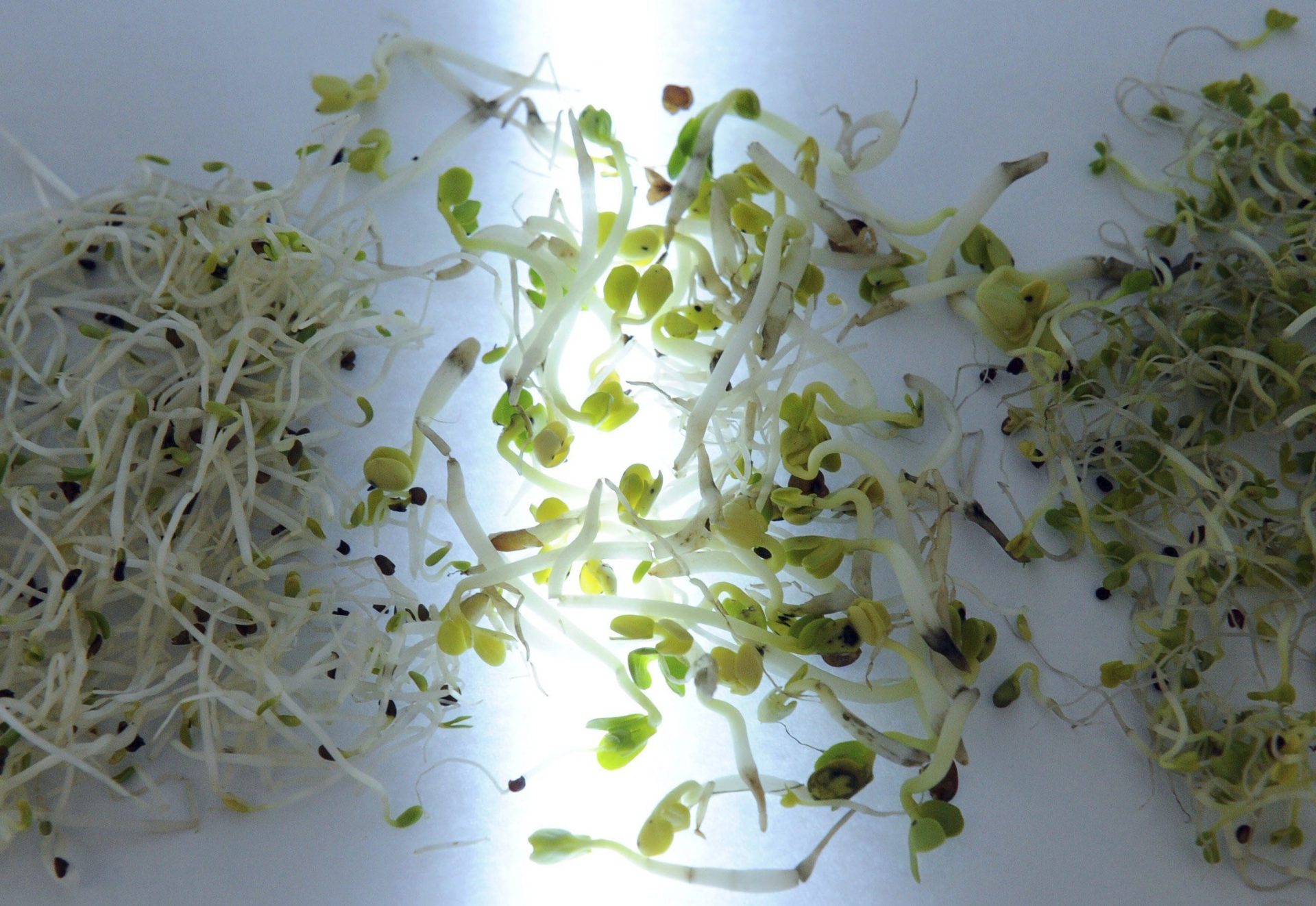 Alfalfa, brotes de rábano y brócoli. Foto: EFE/Caroline Seidel
