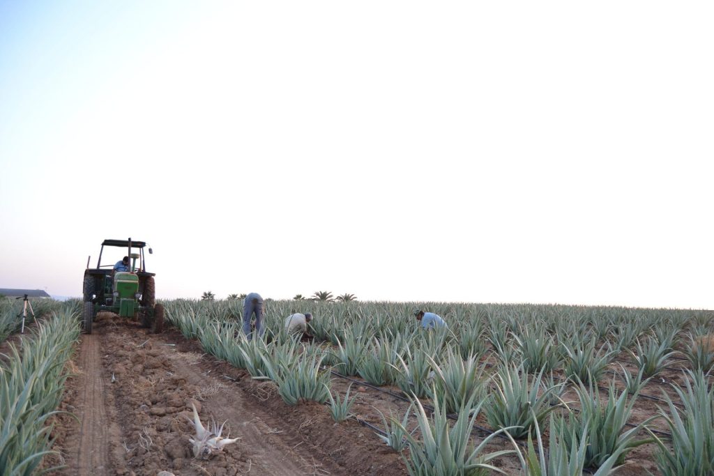 Cultivo alternativo de aloe vera ecológico. EFEAGRO/Archivo.