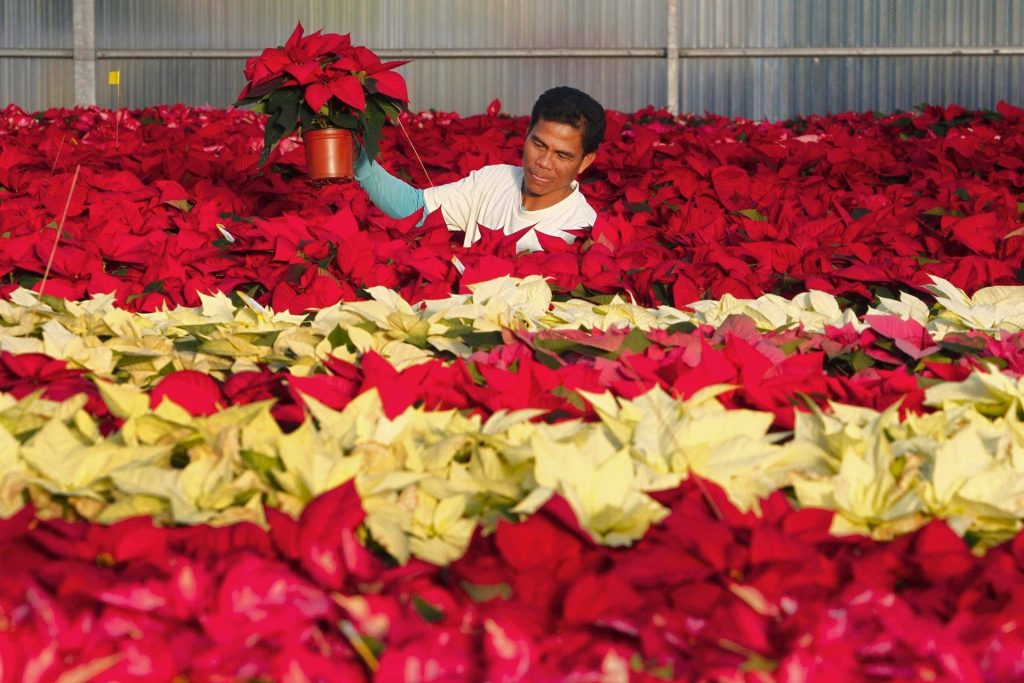 Un trabajador arregla unas poinsettias (Flor de Pascua) en un invernadero. EFE/Archivo. Marta Pérez.