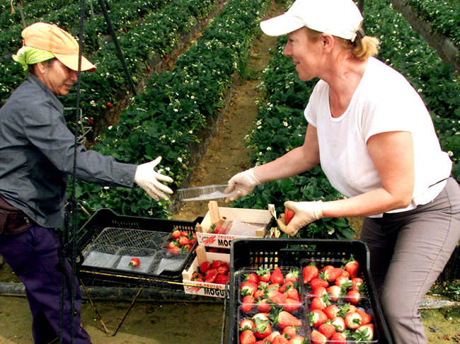 Temporeros durante la recogida de fresas en Huelva