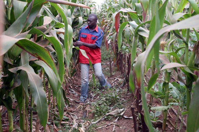 El maíz entre los más afectados por la escasez de mano de obra debido al Ébola. EFE/Stephen Morrison