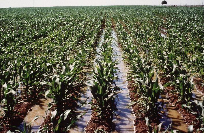 Un campo de maíz. Efeagro/Nines D. Lavin