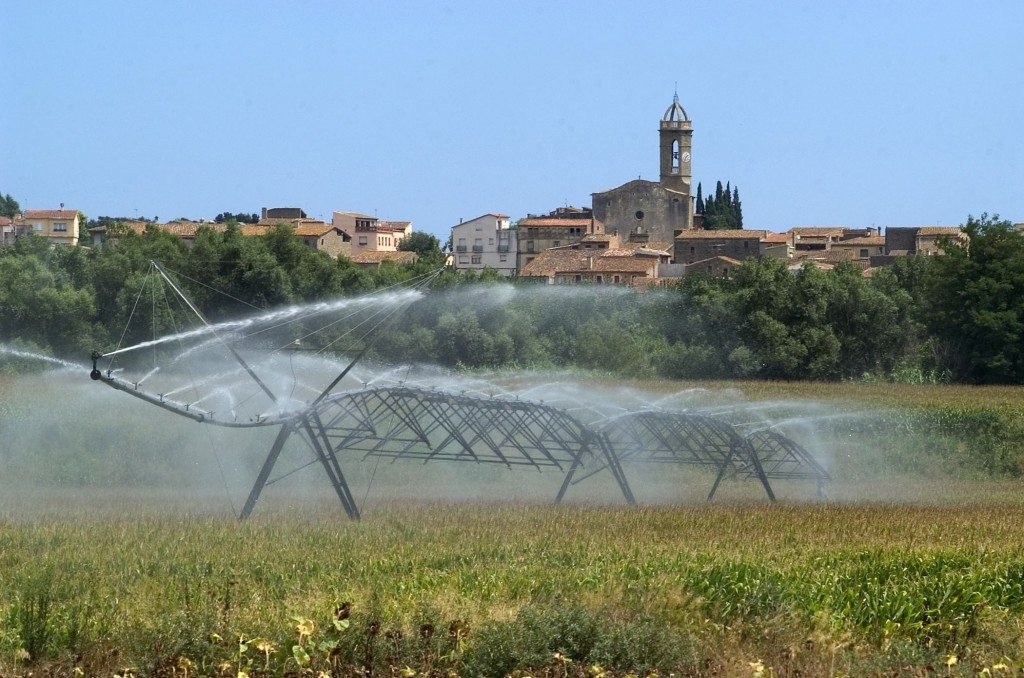Un campo de maíz. EFE ARCHIVO/Robin Townsend