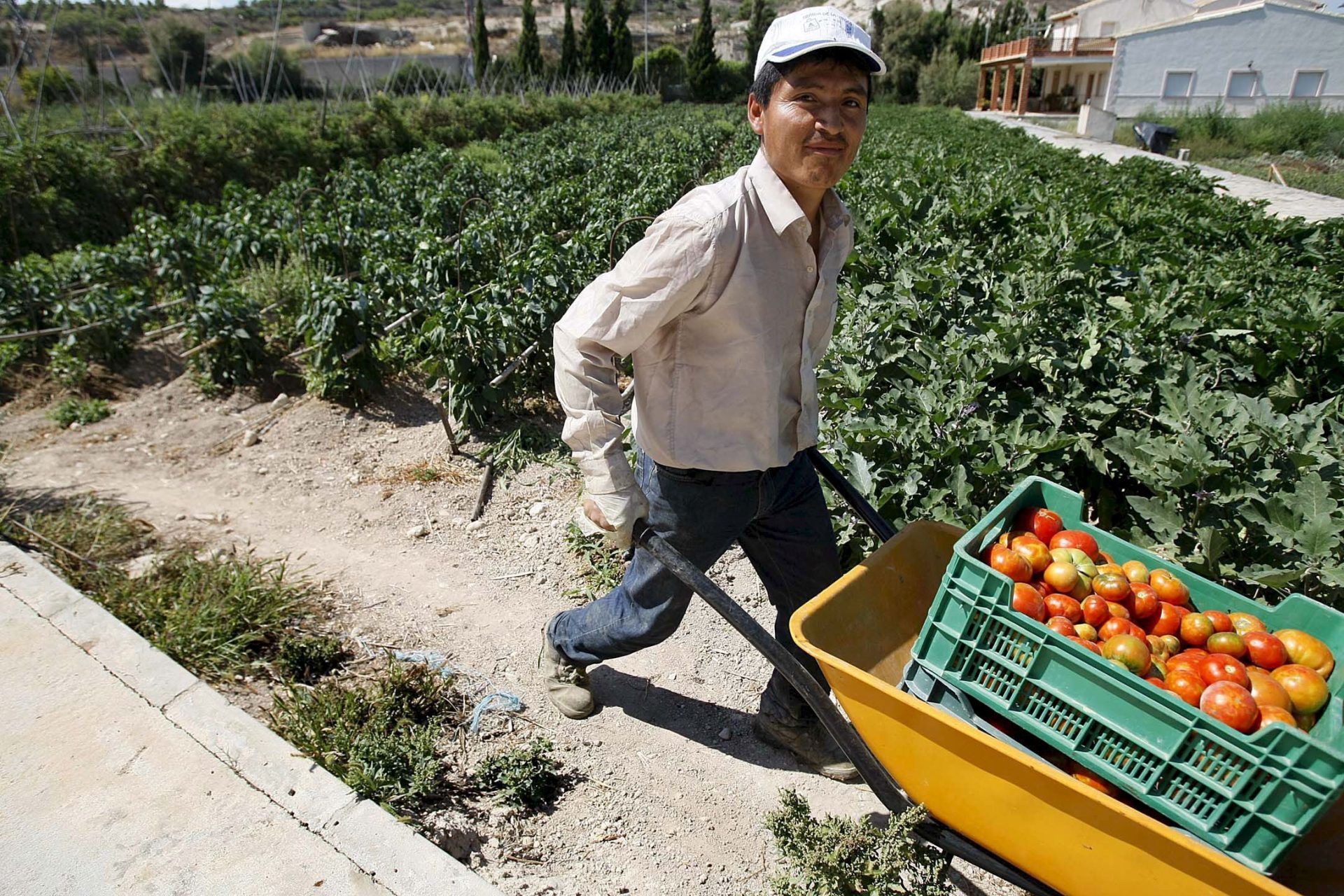 Un agricultor recoge tomates en una plantación de cultivos ecológicos en Alicante. EFE/Archivo. Manuel Lorenzo.