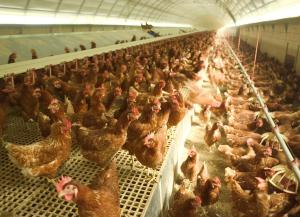Gallinas camperas en una nave. EFEAGRO/Cedida por Aseprhu