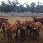 Los ganaderos temen la negociación con EEUU. Ganado vacuno en una explotación ganadera de Los Pedroches. EFEAGRO/J.J.RÍOS