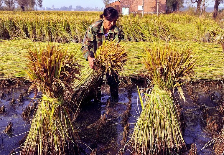 Cultivo de arroz en China. Los precios agrícolas van a descender en la próxima década. Foto: EFE / Mark
