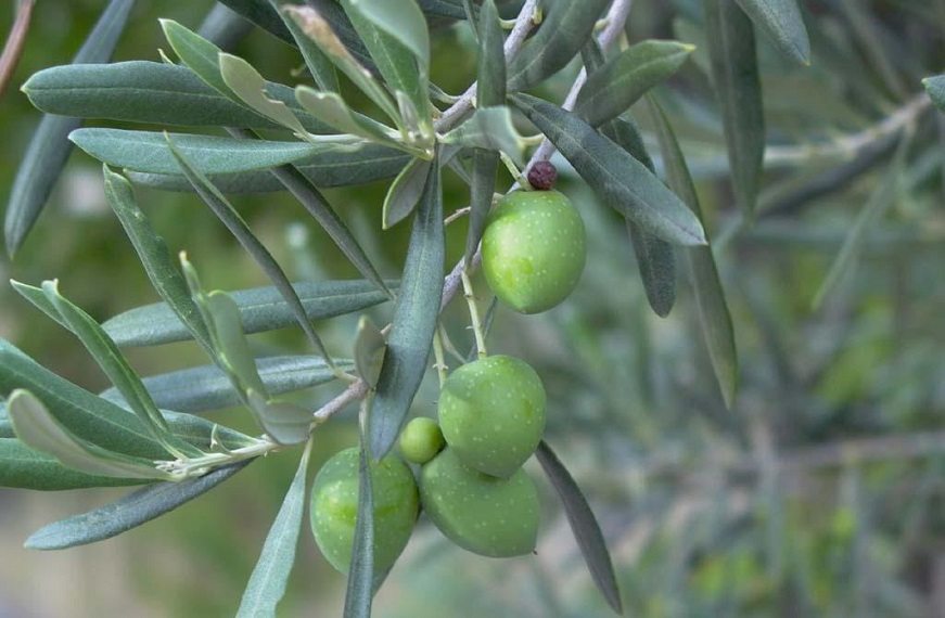 Un olivo en el Somontano aragonés. Foto: Aceites Alía