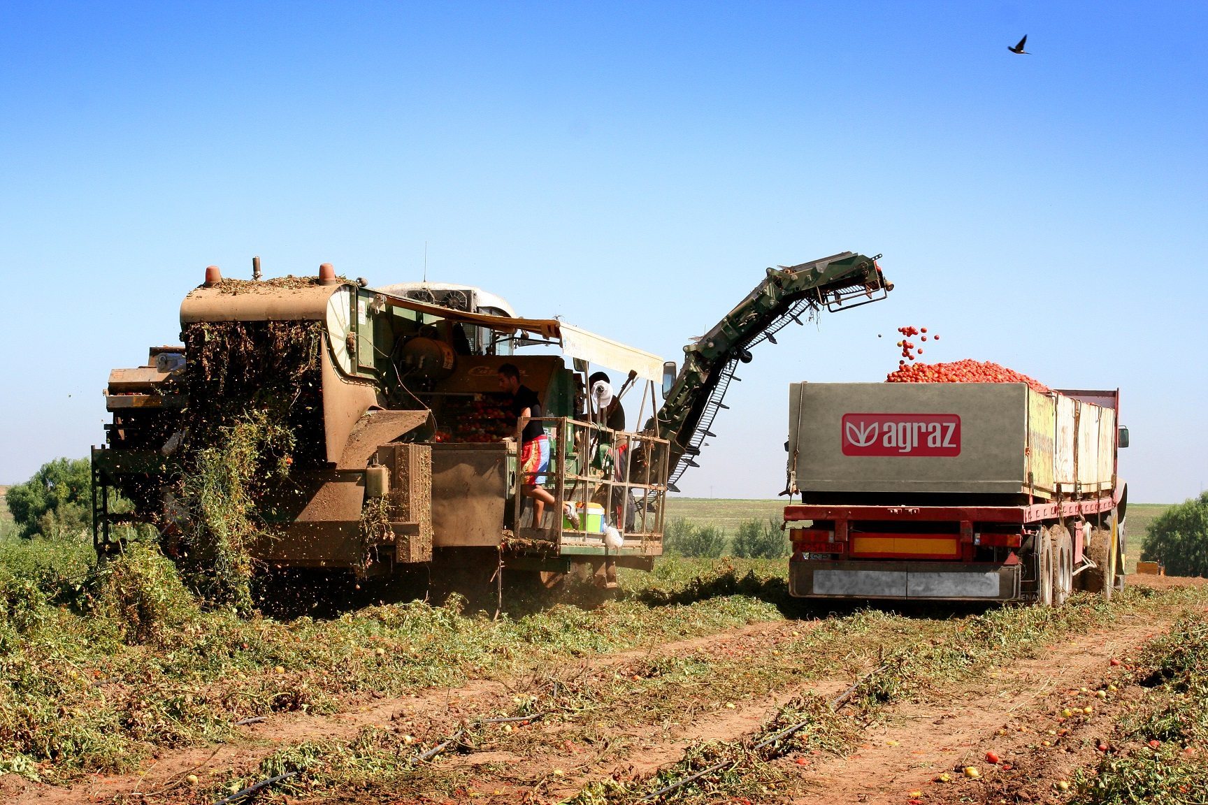 Labores de recogida de tomate 100 % sostenible. Foto: Cedida por Unilever.