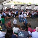 Concurso de raza caprina . EFEAGRO/Cedida por FEAGAS