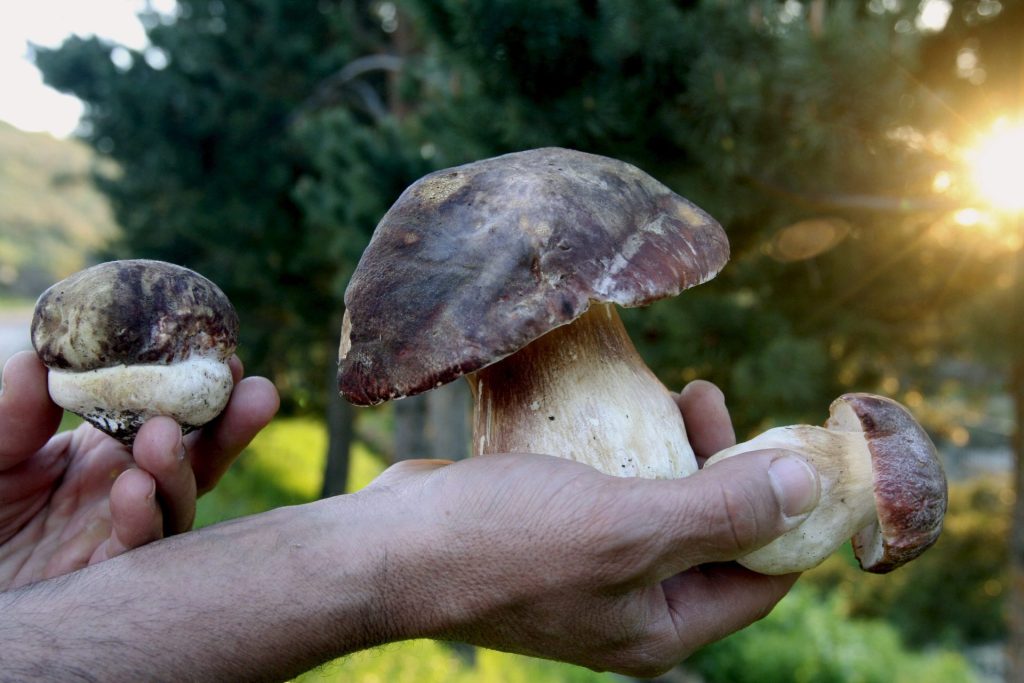 Imagen de archivo de ejemplares de boletus. EFE/Archivo. Carlos García.