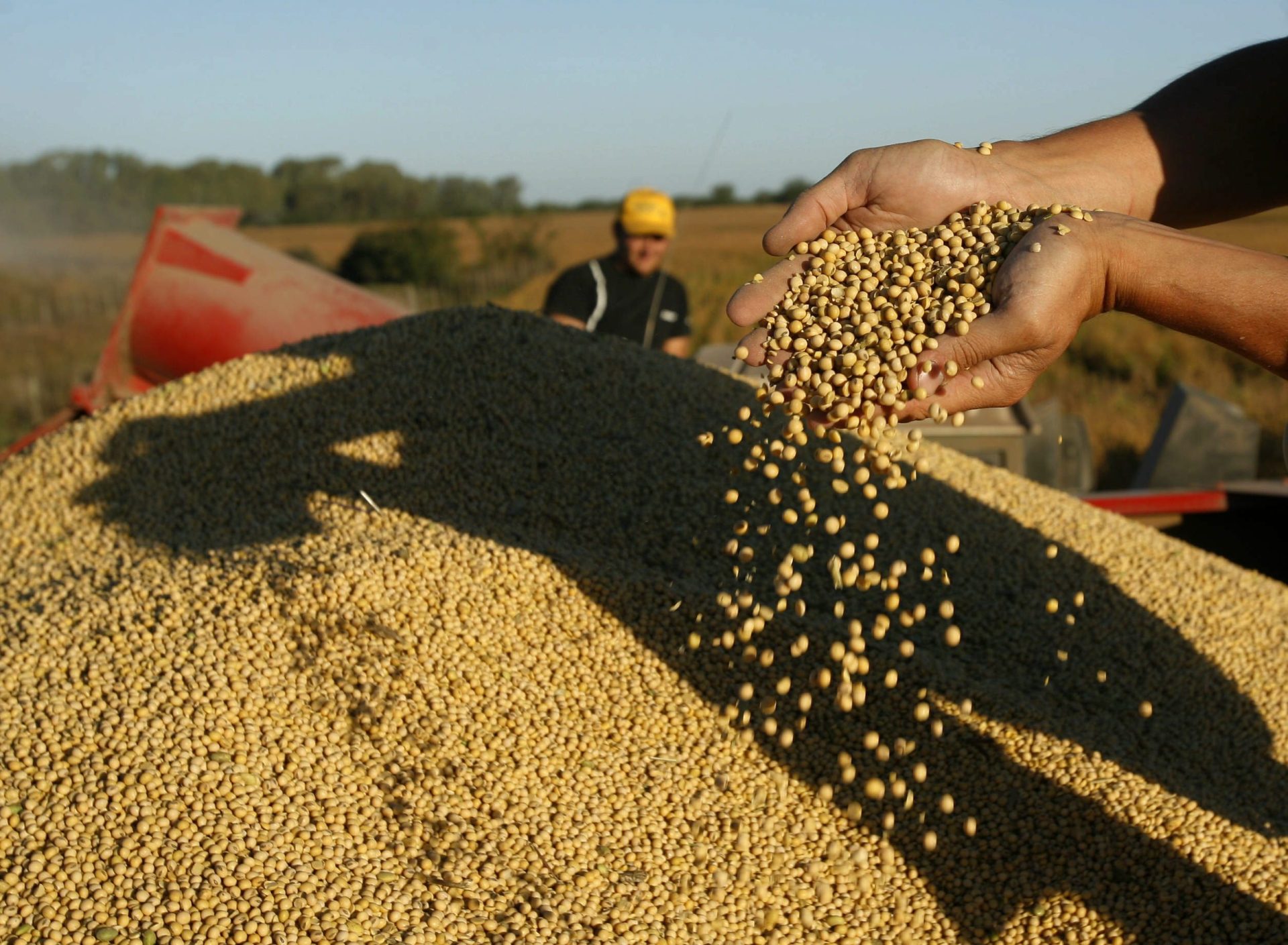 Un productor agropecuario argentino levanta un manojo de semillas de soja. EFE/Archivo./Cézaro De Luca