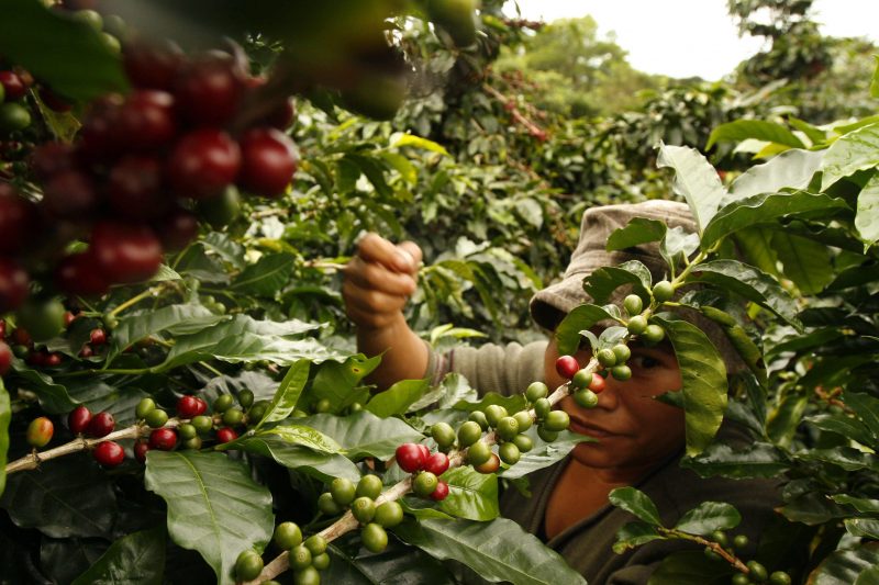 Cultivo de café en América Latina. Efeagro/Jeffrey Arguedas