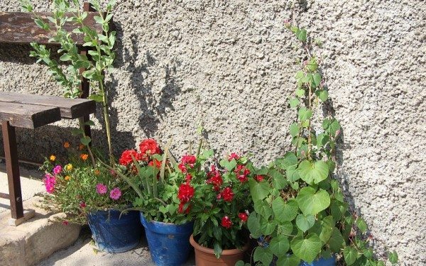 La fresneda. Foto: LRS.