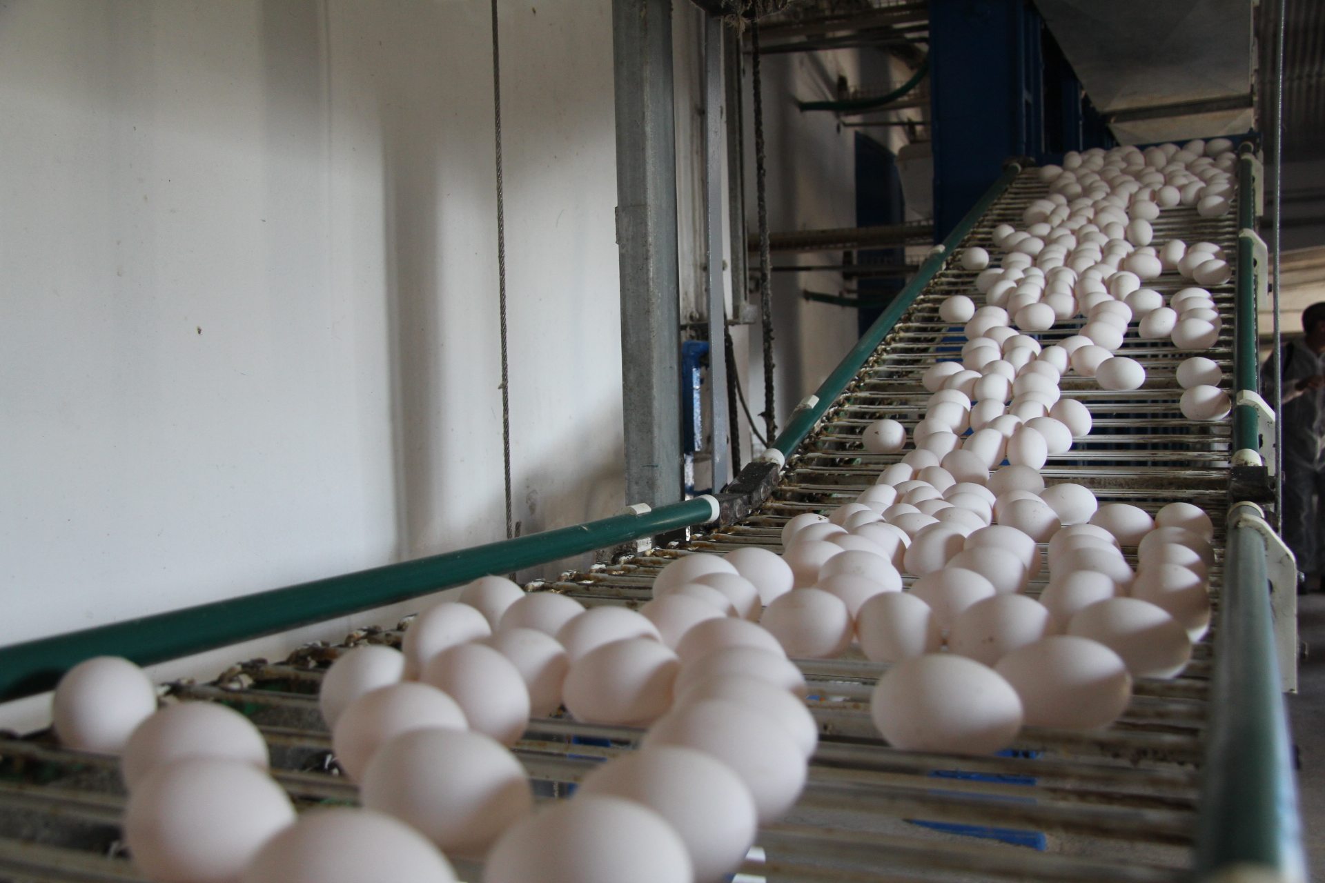 Procesamiento de huevos en una planta de Sevilla. EFEAGRO/J.J.R.