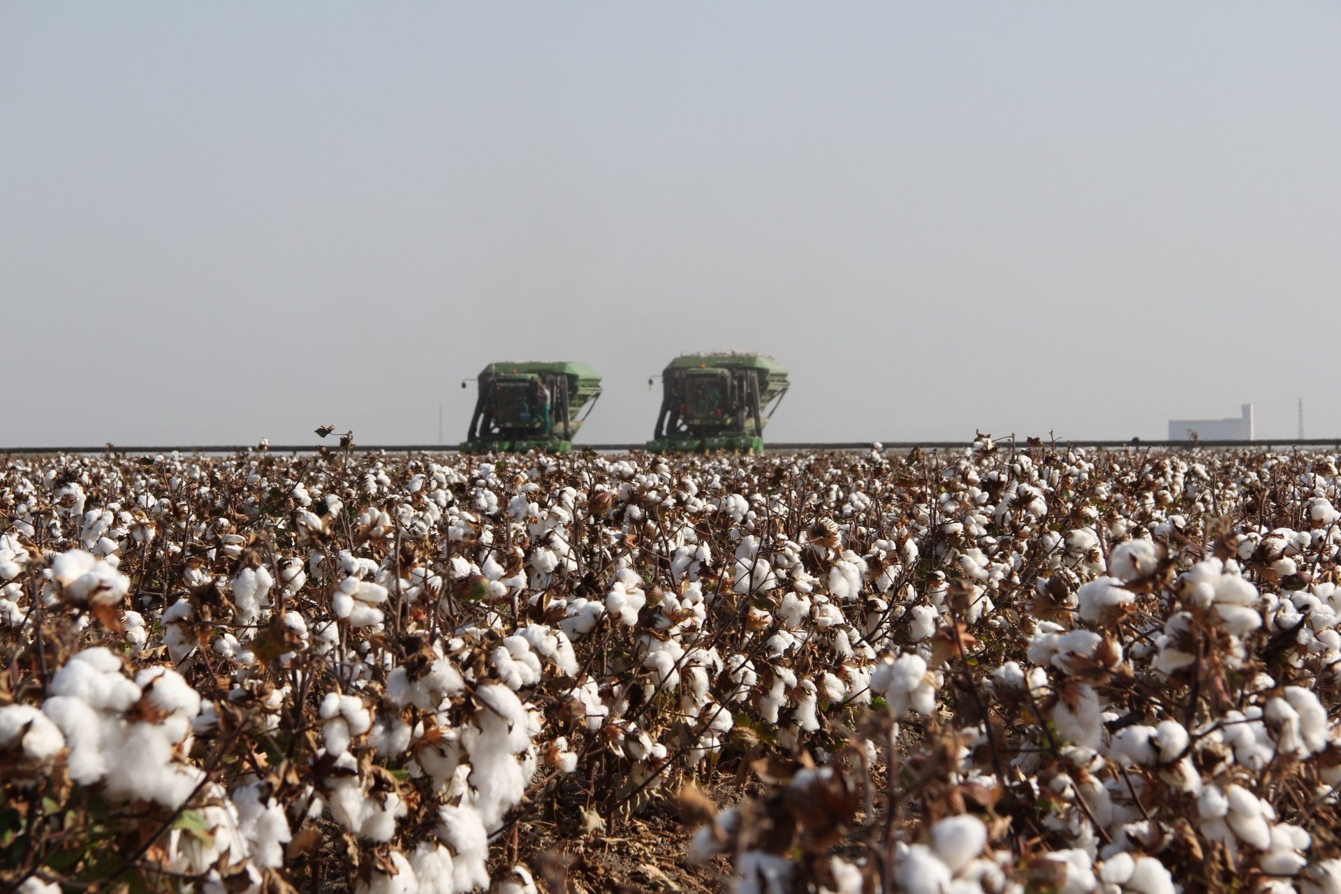 Campos de algodón en Las Cabezas de San Juán (Sevilla). Foto: J.J.Ríos