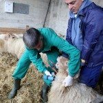Dos operarios vacunan contra la lengua azul a una oveja. Efeaegro/Juan Herrero