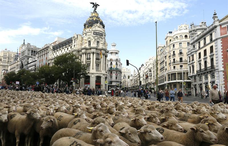 Madrid durante la Fiesta de la Trashumancia.Foto EFE/Fernando Alvarado