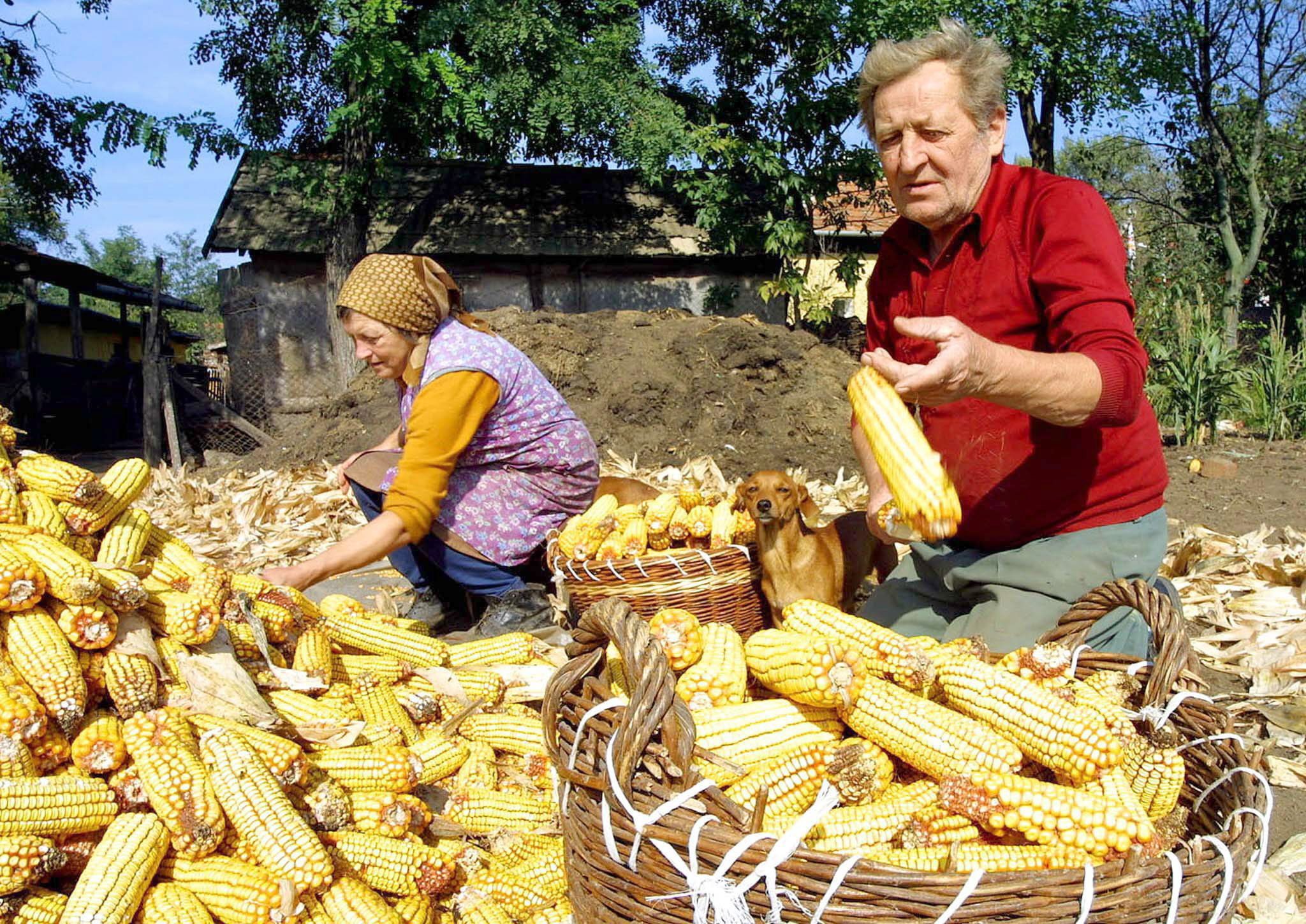 Familia seleccionando mazorcas de maíz en el sur de Hungría, agricultura familiar. Foto: STR/EFE