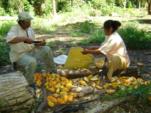 Agricultores del cacao en América Latina. Foto cedida por el Foro Rural Mundial (WRF).