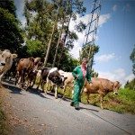 Trabajo como pastor en Arqueixal. Foto: Escapada Rural.