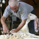 En la imagen, esquilador en una explotación de ovino de Lumbrales (Salamanca). EFE/Carlos García