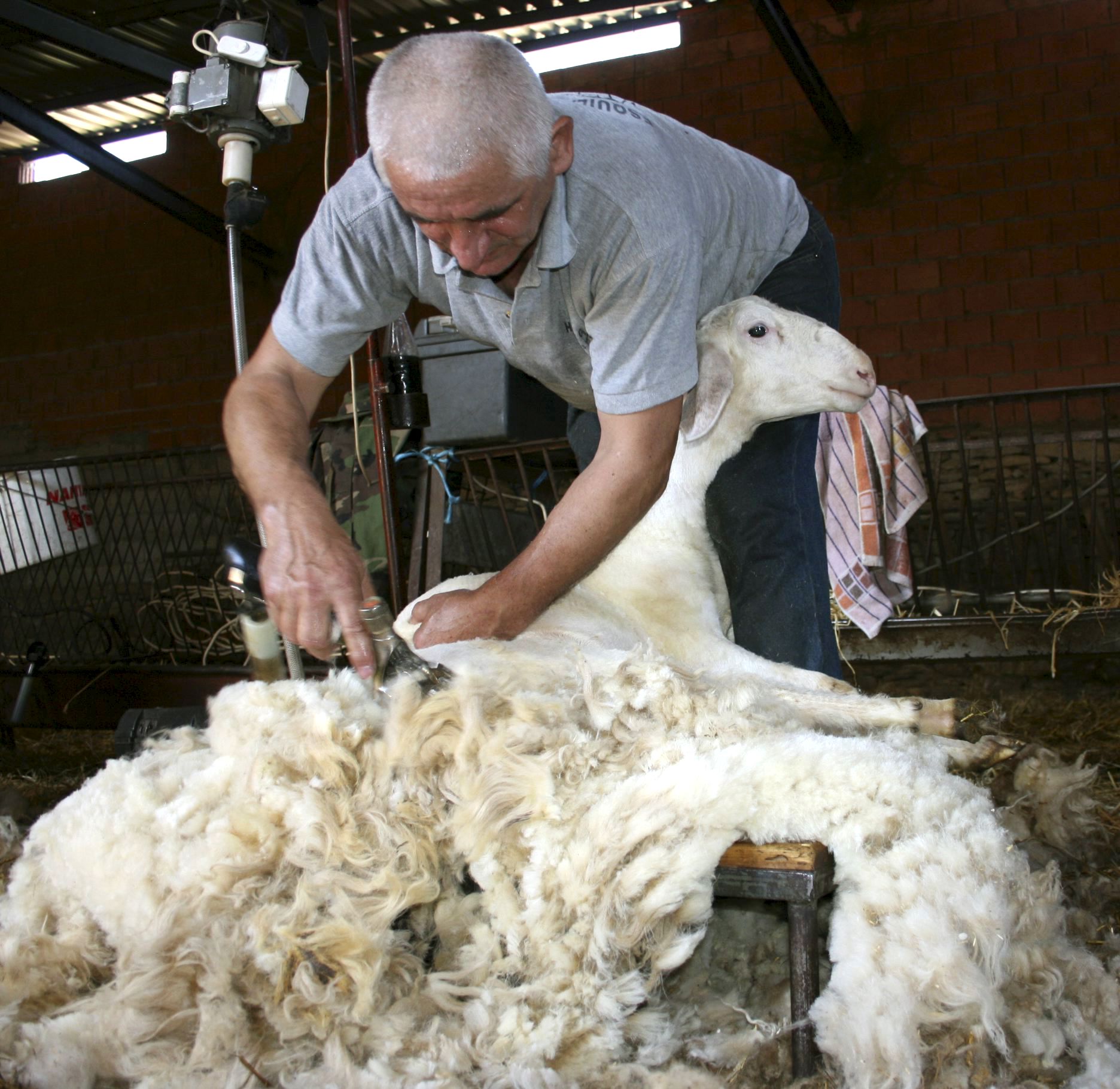 En la imagen, uno de los esquiladores en una explotación de ovino de Lumbrales (Salamanca). EFE/Carlos García
